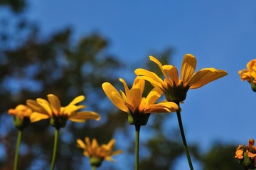 小黄花