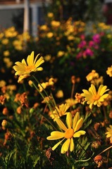 小黄花