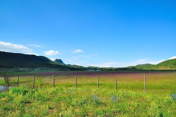 报春花海