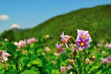 紫色洋芋花