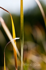 DSC_6248.jpg