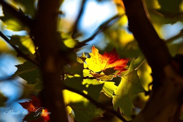 DSC_7371.jpg