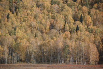 SDIM315602