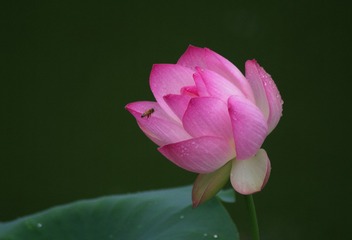 《荷花》
