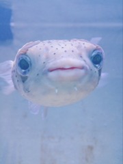 1620532