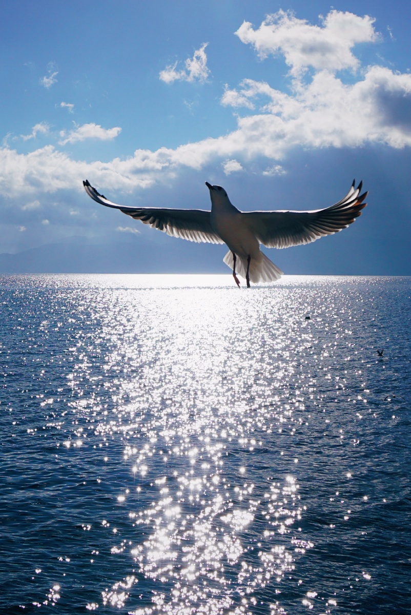 1/112分享决定性瞬间风光飞翔自由抓拍抚仙湖冬日飞还没有人打赏,快来