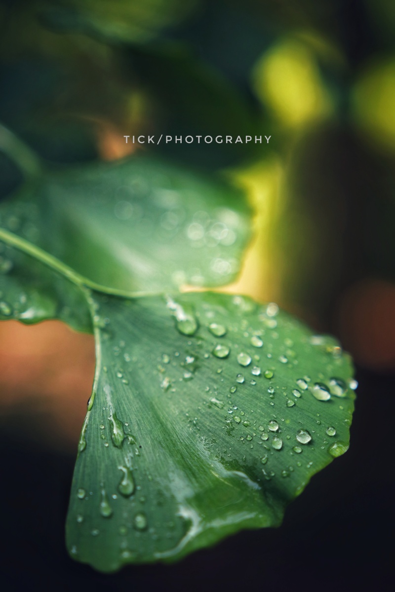 雨后阳光的公园景色