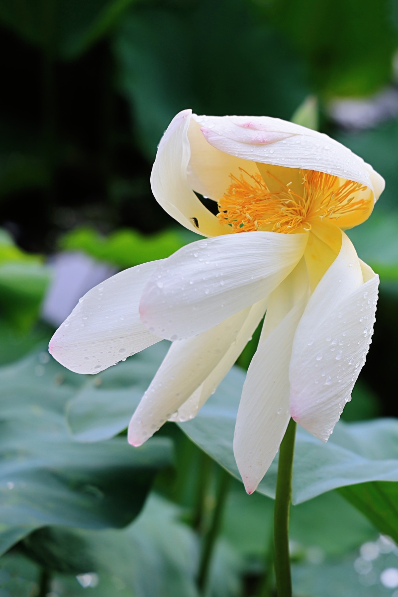 2021年莲花池公园拍的荷花