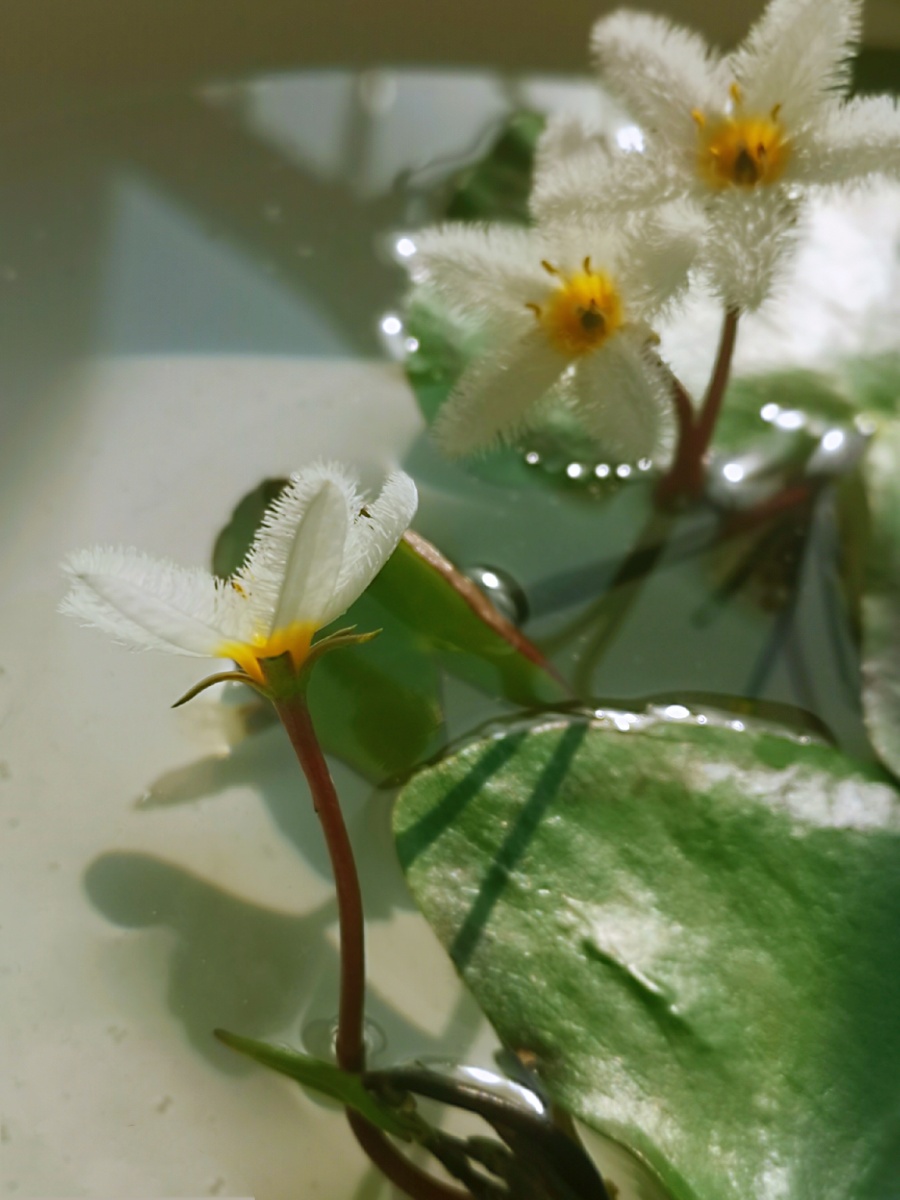 我养的一叶莲开花了