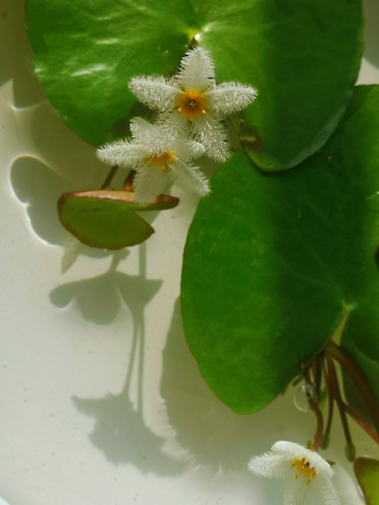 我养的一叶莲开花了