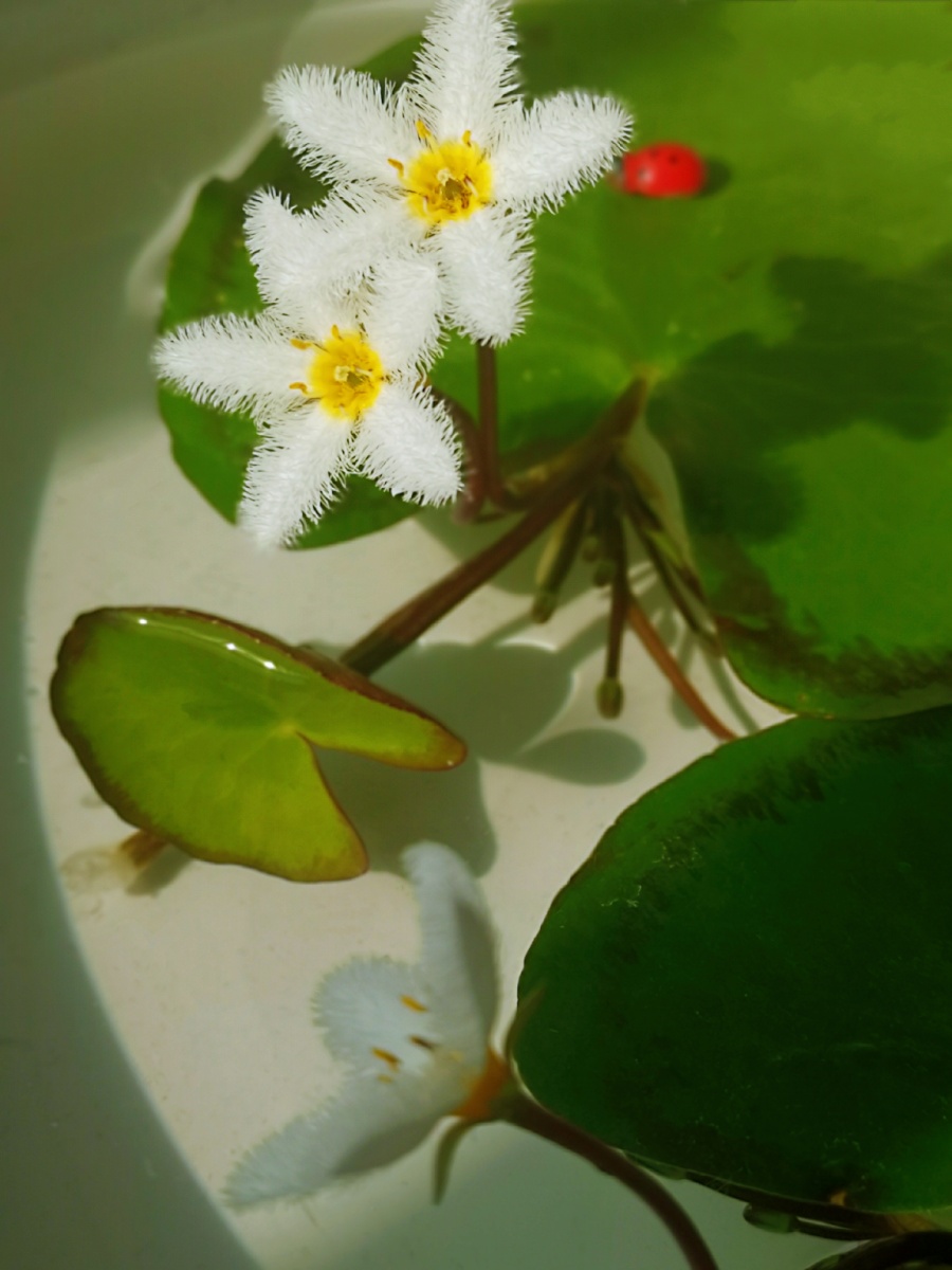 我养的一叶莲开花了