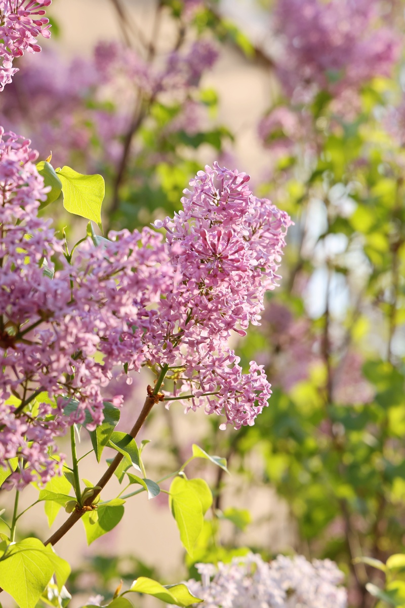 今年我们院里的丁香花开的特别茂盛每栋楼前都盛开着丁香花回院的人们