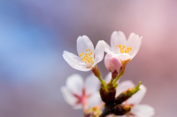 IMGP8675-3