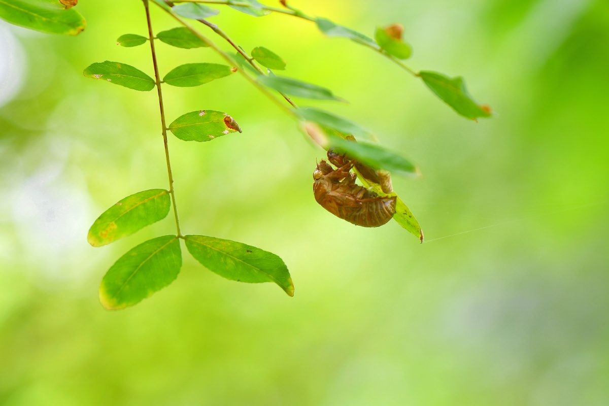 夏天的声音 知了