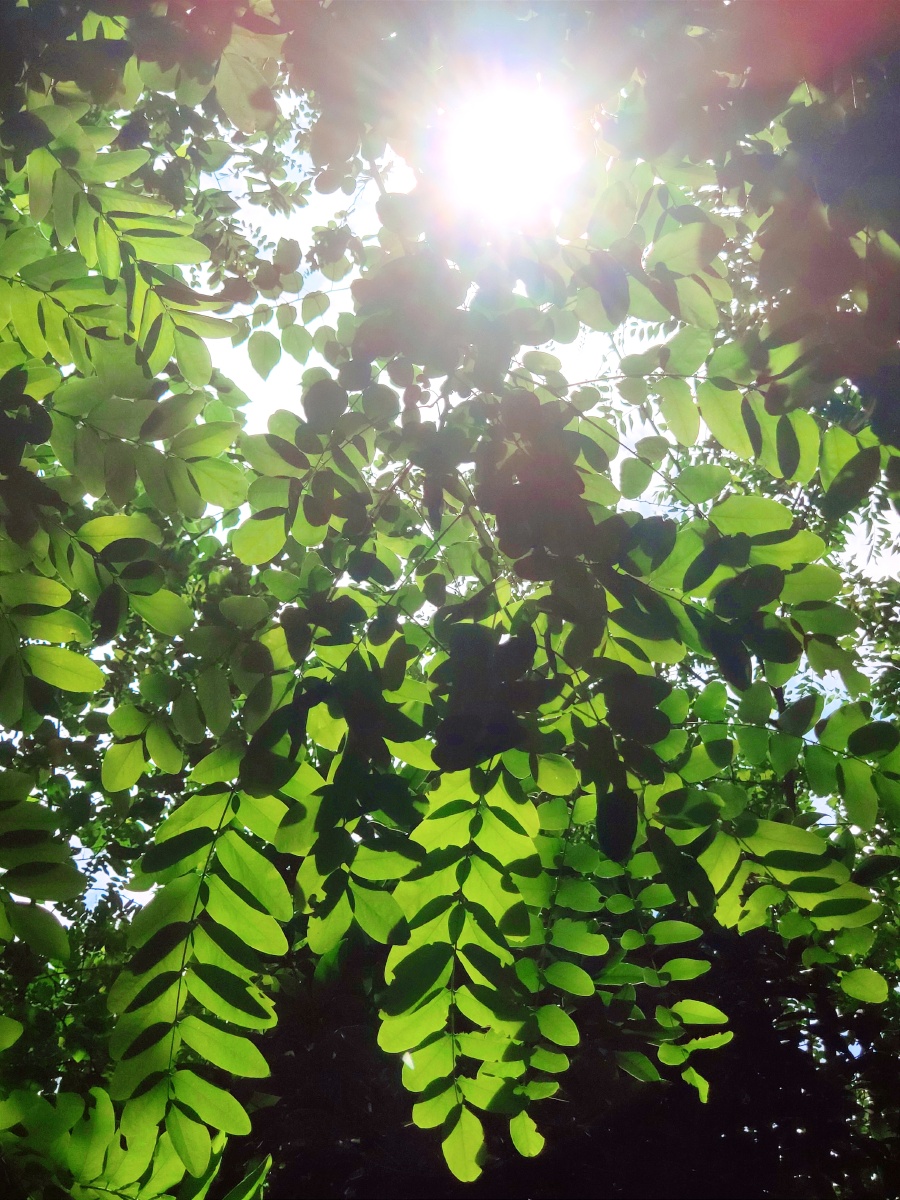 手机摄影槐树叶与阳光