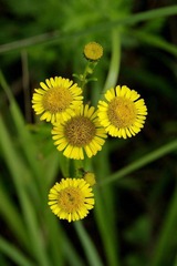 _LMX9019