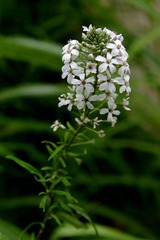 _LMX9022