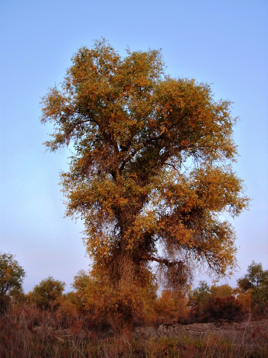 胡杨树