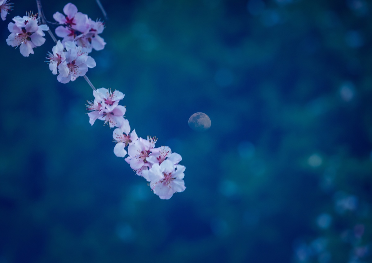 明月高悬夜空眼下是春天