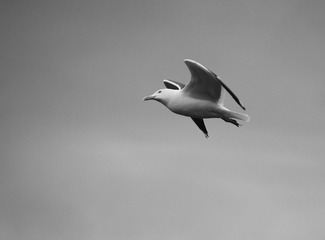 seagull