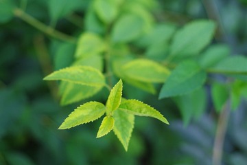 嫩芽儿