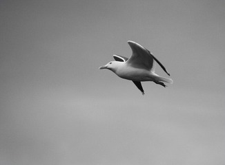 seagull