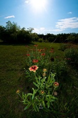 花