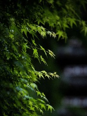 EA22BB5F-D126-4AC6-B579-3D50F52F501D/L0/001