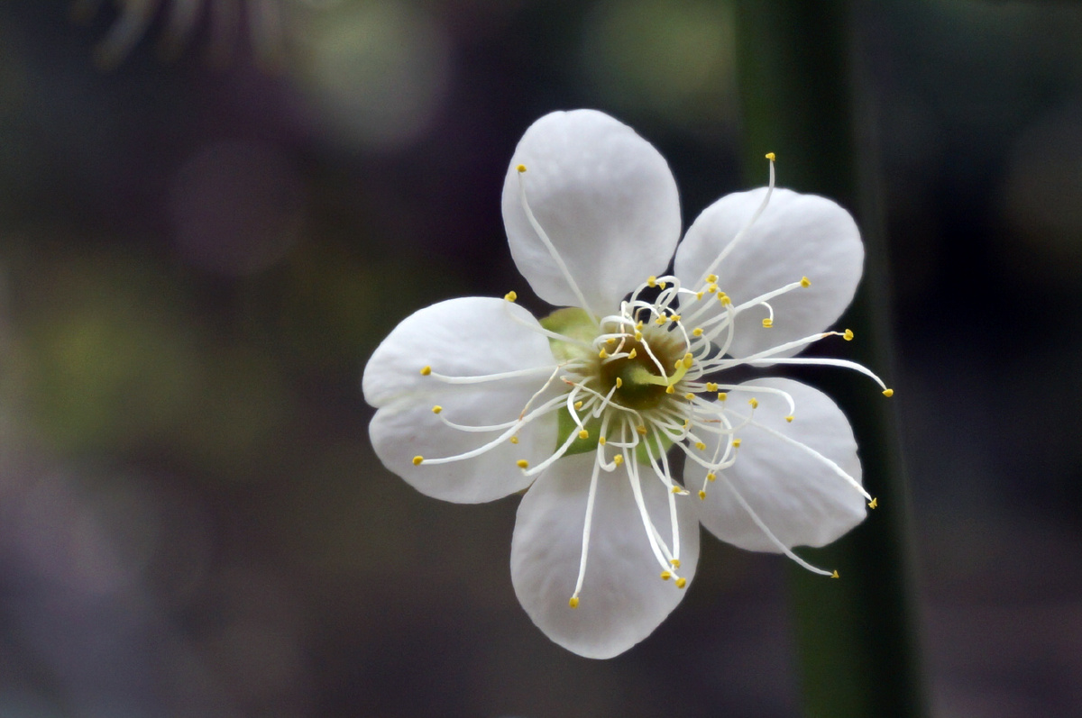 极简的白色梅花是给姐姐的惊喜.