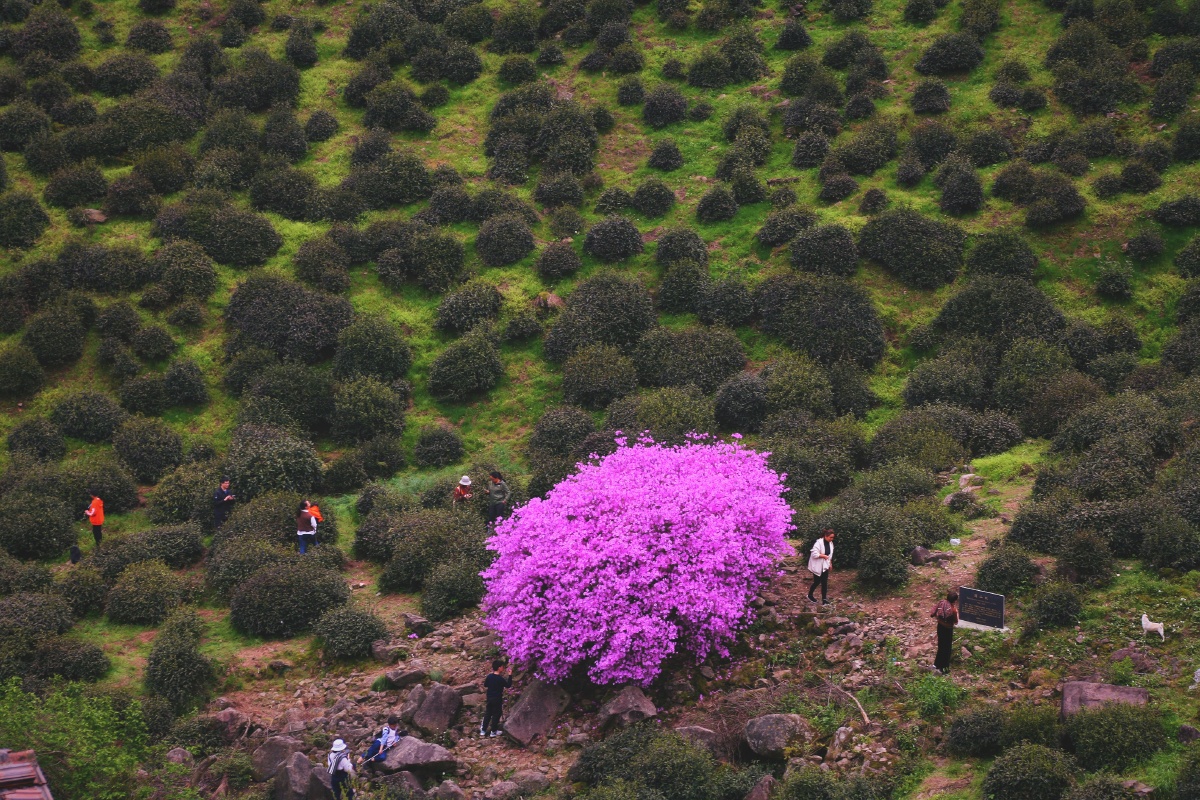 浙江诸暨东白山龙门顶300年杜鹃王