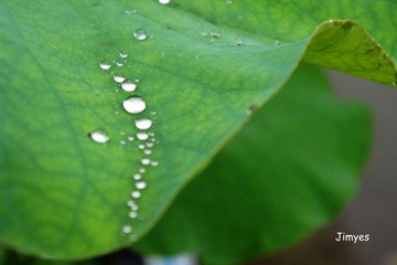 泪荷