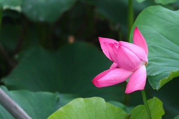 残缺的荷花