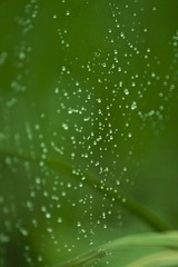 雨后的蜘蛛网
