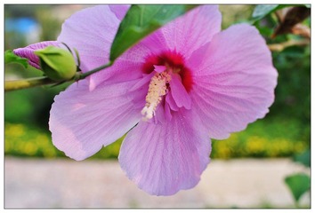 近拍花朵