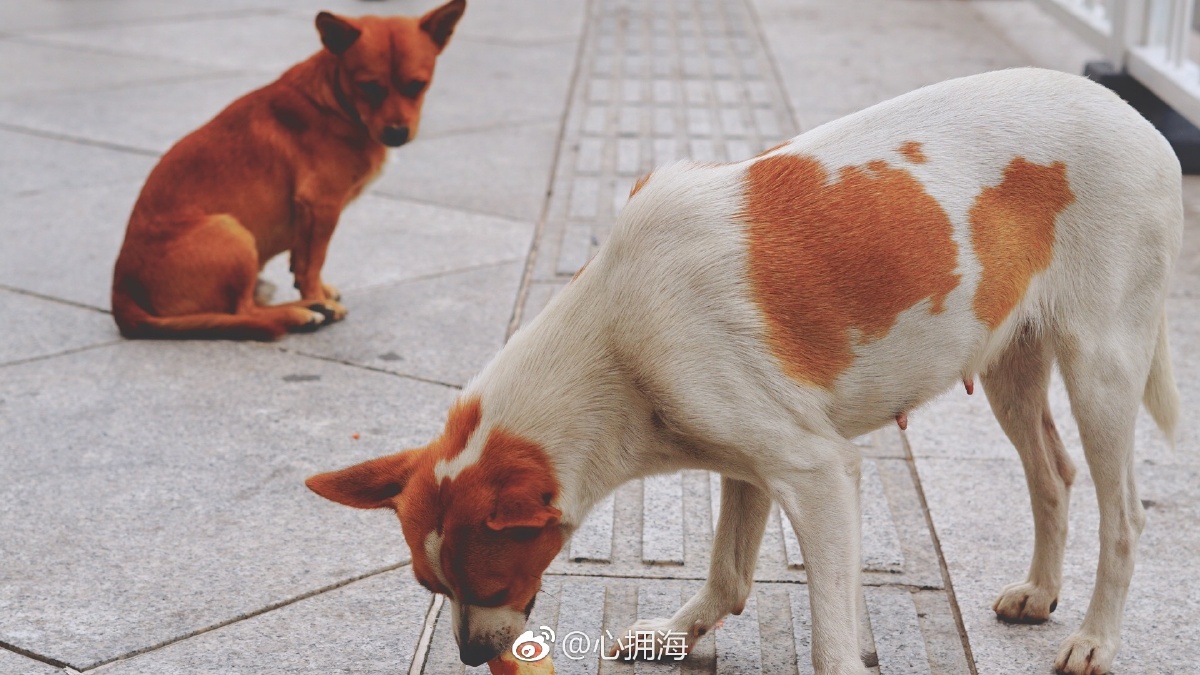 天津遇大黄小黄