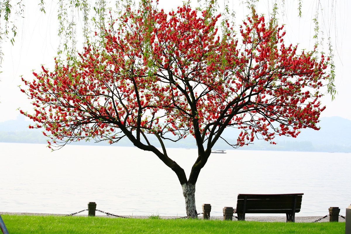 桃红柳绿 - 春天的风0427 - 图虫
