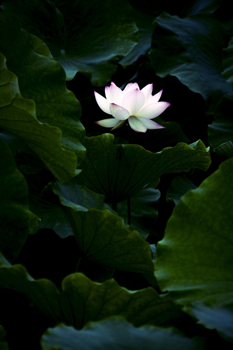 荷花出水笑池塘