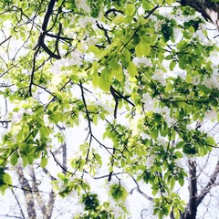 春天的花，再见。