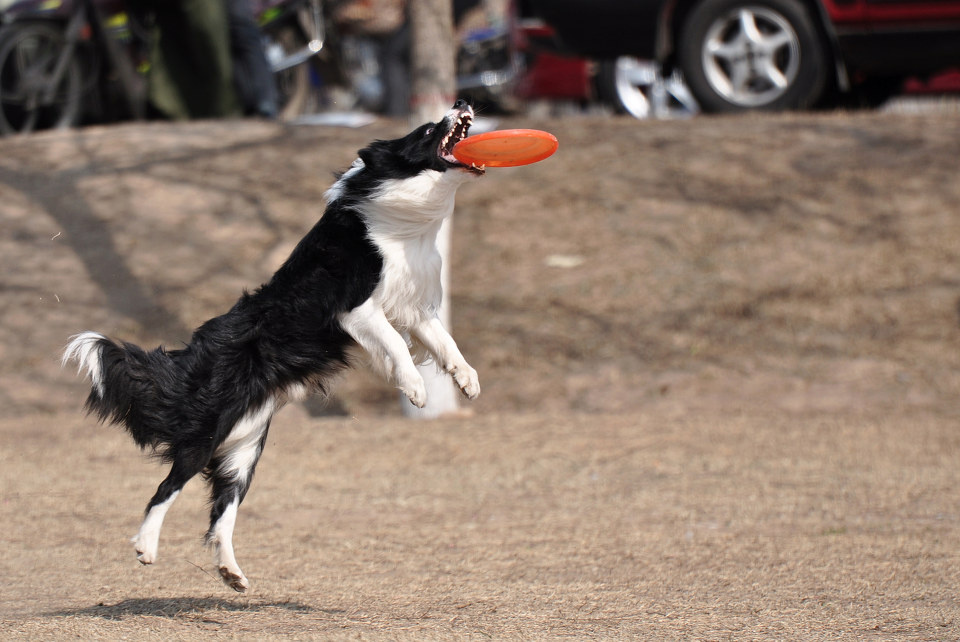 边牧犬 br /> 去年边牧犬的表演