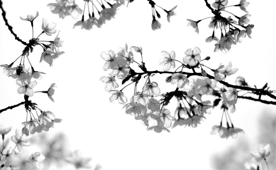 2011 4,。4樱花 0111111<br />
