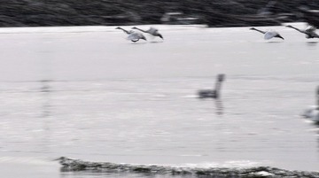 天鹅-烟墩角  2012 2 。  18 296111.jpg
