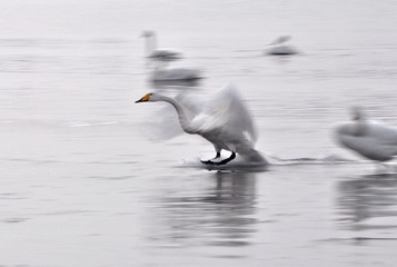 天鹅-烟墩角  2012 2 。  18 28811.jpg