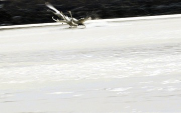 天鹅-烟墩角  2012 2 。  18 305111.jpg