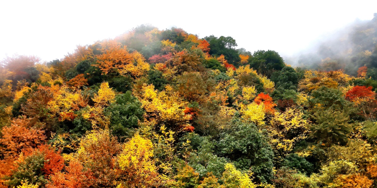 高山上的灌木又染色了红黄青一丛丛一片片一座座山又变成了色彩斑斓的