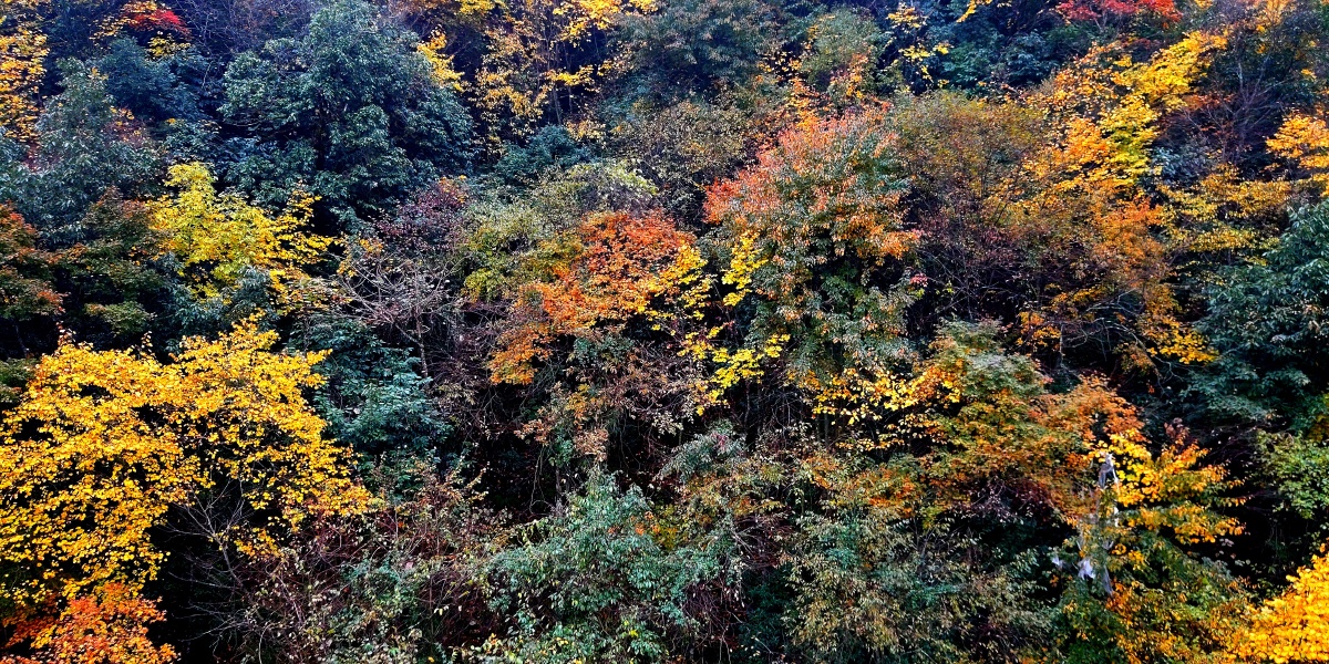 高山上的灌木又染色了红黄青一丛丛一片片一座座山又变成了色彩斑斓的