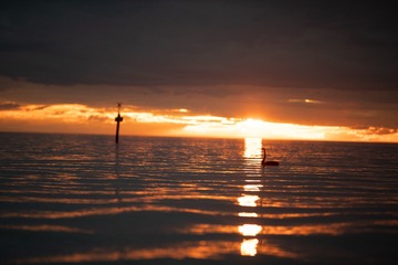 夕阳中的黑天鹅