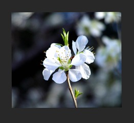 樱花13__
