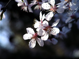 樱花11