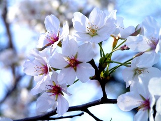 樱花29