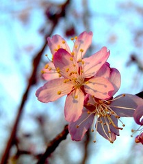 樱花34